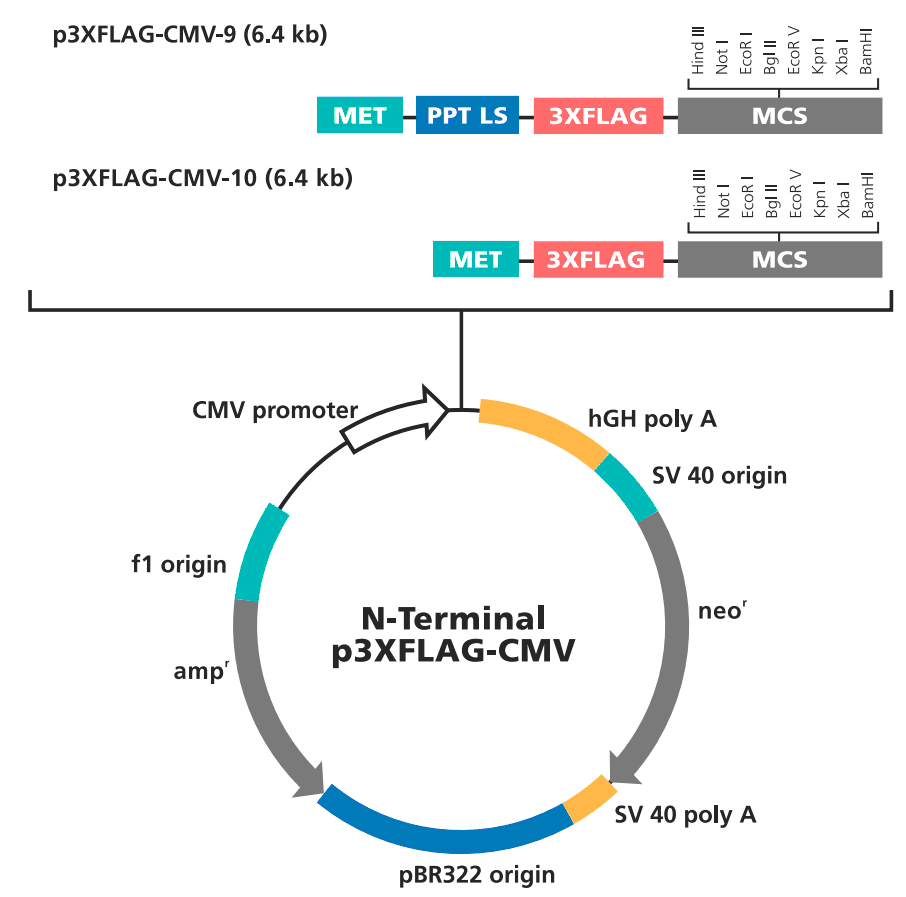 p3XFLAG-CMV-9载体图谱